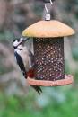 birds160107009a.jpg
