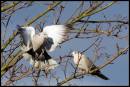 birds2.jpg