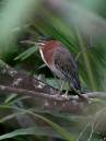 birds2_0242.jpg