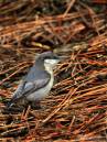 birds_1663.jpg