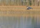birds_18_Jan_07_0091.jpg