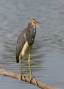 birds_18_Jan_07_0961.jpg