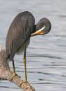 birds_18_Jan_07_2701.jpg