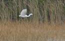 birds_21_Jan_07_0782.jpg