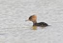 birds_21_Jan_07_0961.jpg