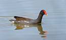 birds_23_Jan_07_0292.jpg
