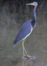 birds_3_Jan_07_0012.jpg