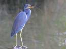 birds_3_Jan_07_0072.jpg