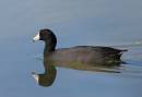 birds_3_Jan_07_2092.jpg
