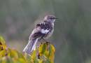 birds_4_Jan_07_0871.jpg