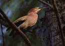 birds_5_Jan_07_0481.jpg