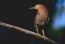 birds_5_Jan_07_0633.jpg