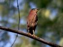 birds_5_Jan_07_0722.jpg