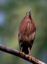 birds_5_Jan_07_1042.jpg