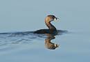 birds_7_Jan_07_0171.jpg
