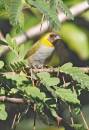 birds_9_Jan_07_2491.jpg