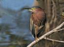 birds_again1.jpg