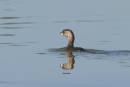birds_again1_Jan_07_0751.jpg