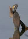 birds_again1_Jan_07_0972.jpg