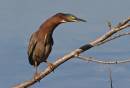 birds_again1_Jan_07_2003.jpg