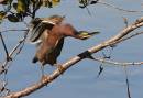 birds_again1_Jan_07_2033.jpg