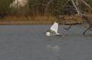 birds_again2_Jan_07_0972.jpg