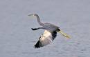 birds_again2_Jan_07_1232.jpg