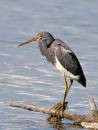birds_and_dragonflies12_Jan_07_0781.jpg