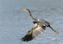 birds_and_dragonflies12_Jan_07_0952.jpg