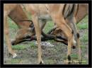 black-faced_impala_fighting.jpg
