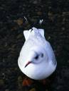 black-headed--gull.jpg
