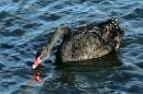 black-swan.jpg