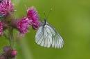 black-veined-white-jul-21-2009-1.jpg