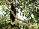 black_cockatoo_resize.jpg