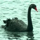 black_swan4.jpg