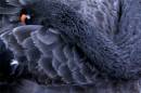 black_swan_.jpg