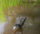 black_swan_2.jpg