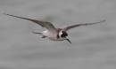black_tern.jpg