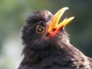 blackbird3.jpg