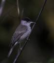 blackcap1.jpg