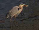 blue-heron-w-fish2.jpg