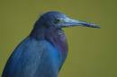 blue-little-heron.jpg