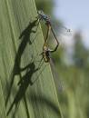 blue-tail-jul-28-2006-3.jpg