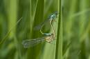 blue-tails-jun-17-2007-1.jpg