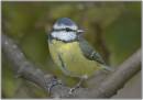 blue-tit-12.jpg