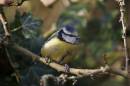 blue-tit-dec-18-2005-1.jpg