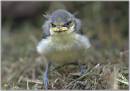 blue-tit-juvenile-5.jpg