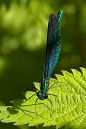 blue_damselfly_2.jpg