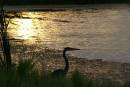 blue_heron_at_dusk_8-30-2007.jpg