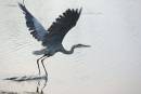 blue_heron_in_flight_8-30-2007.jpg